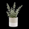 Apple Succulent in Two-Toned Ceramic Pot