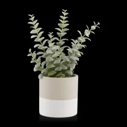 Apple Succulent in Two-Toned Ceramic Pot