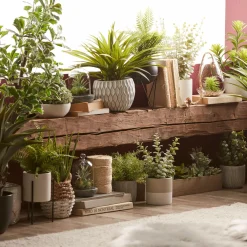 Apple Succulent in Two-Toned Ceramic Pot