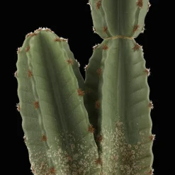 Artificial Cactus in Ceramic Pot