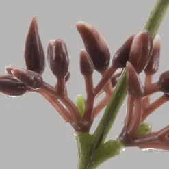 Artificial Eucalyptus Stem