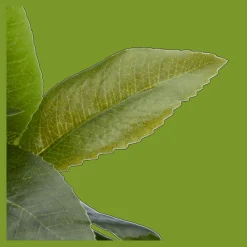 Artificial Plant in Striped Pot