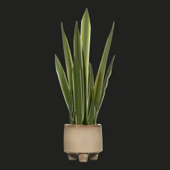Artificial Yucca Leaf in Ceramic Pot