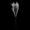 Black Pampas Stem