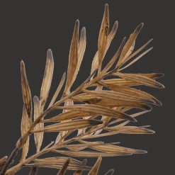 Brown Wild Leaves Stem