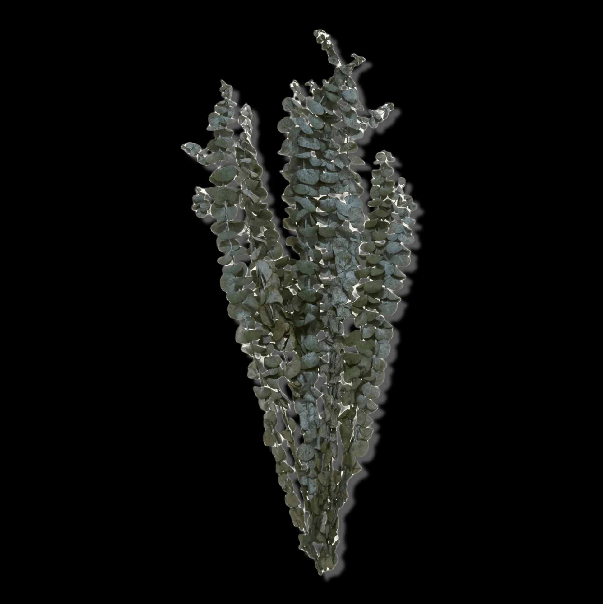 Dried Eucalyptus Bouquet