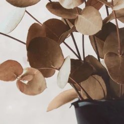 Eucalyptus Bouquet Framed Art