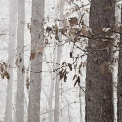 Fall Passage Printed Canvas