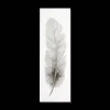 Feather Oil Painted Canvas
