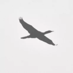 Flock of Birds Framed Canvas