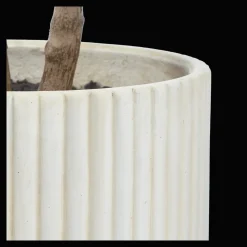 Japanese Pieris Tree