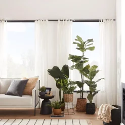 Large Ficus in Black Rattan Pot