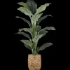 Large Ficus in Rattan Pot