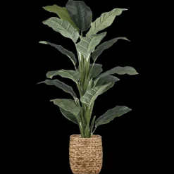 Large Ficus in Rattan Pot