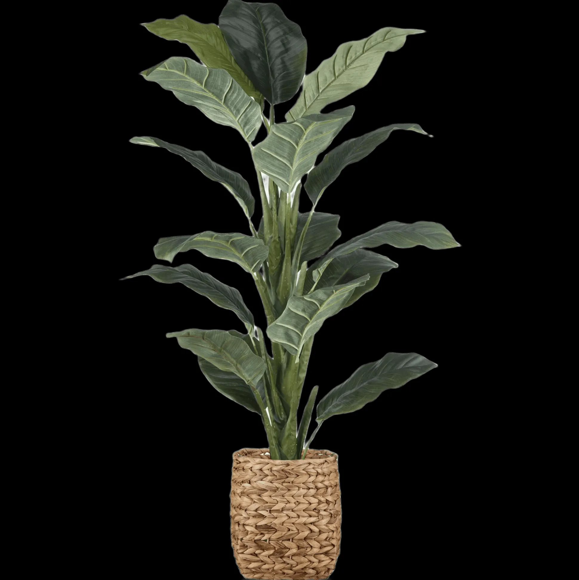 Large Ficus in Rattan Pot