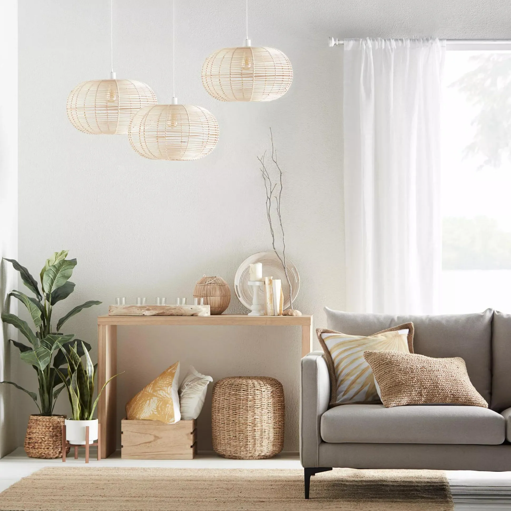 Large Ficus in Rattan Pot