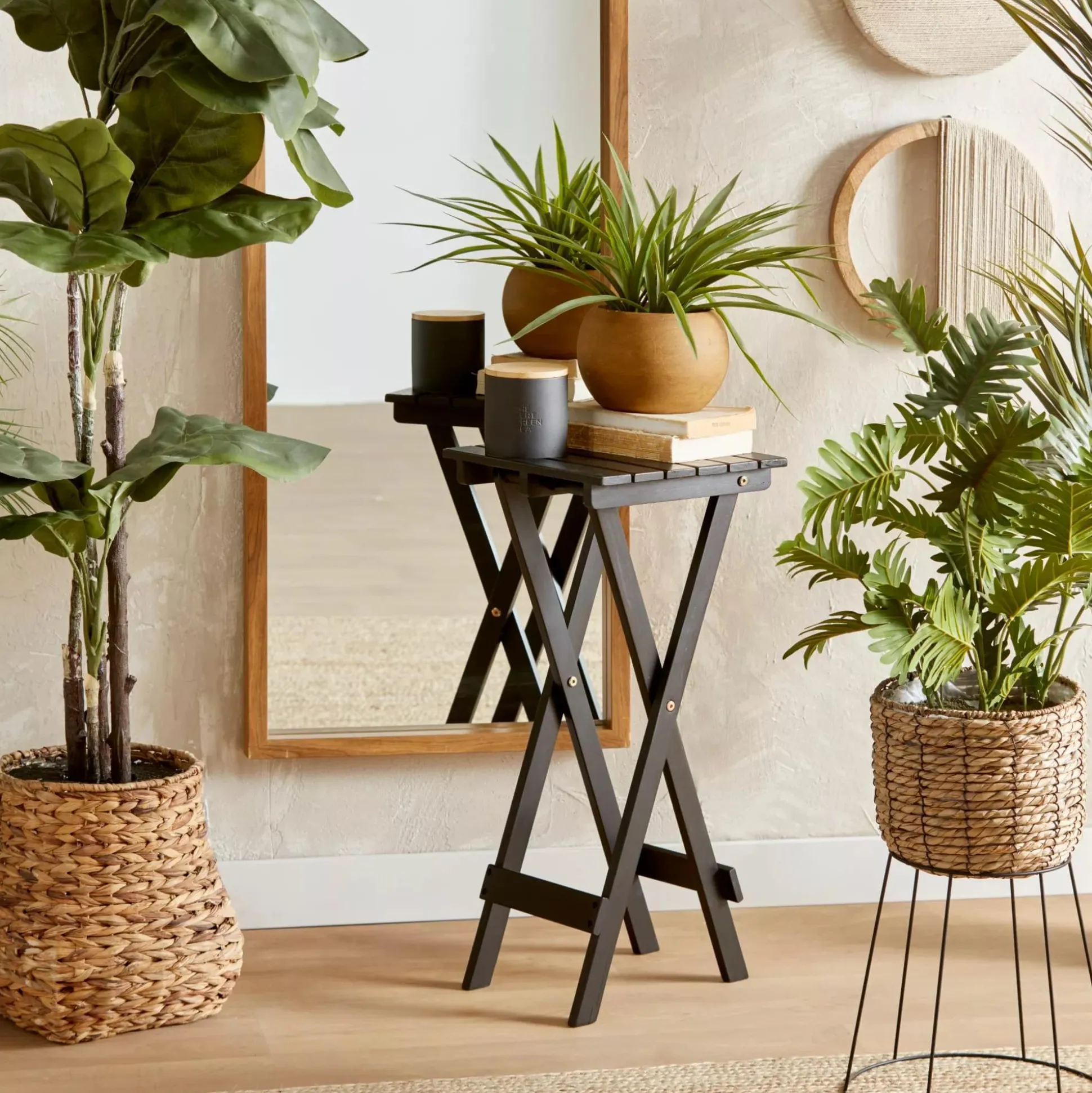 Large Ficus in Rattan Pot