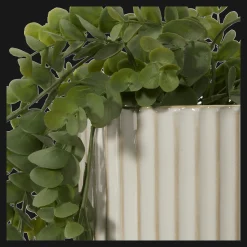 Long Eucalyptus in Ceramic Ribbed Pot