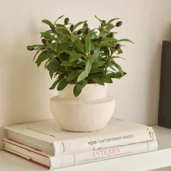 Olive Plant in Ceramic Pot