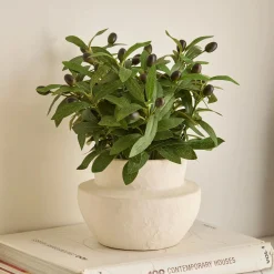 Olive Plant in Ceramic Pot