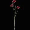 Plum Poppy Stem