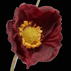 Plum Poppy Stem