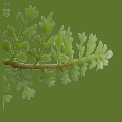 Pot with Artificial Fern