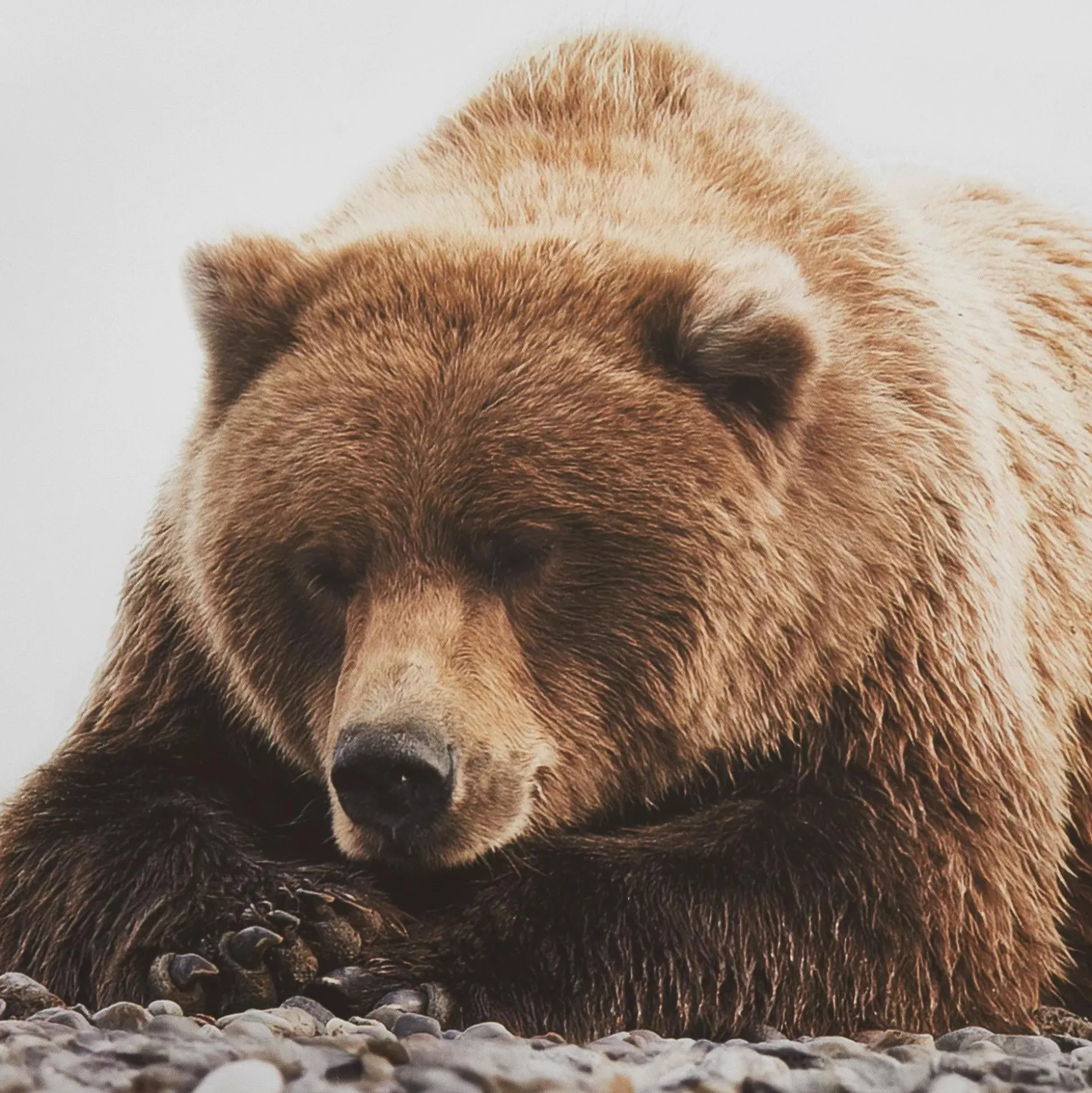 Resting Bear Framed Art