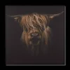 Scottish Highland Cattle Framed Printed Canvas