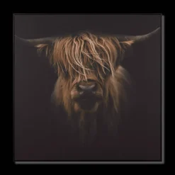 Scottish Highland Cattle Framed Printed Canvas