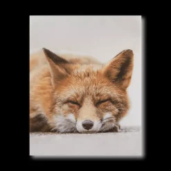 Sleeping Fox Wall Art