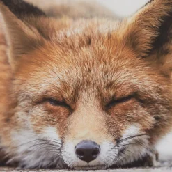 Sleeping Fox Wall Art