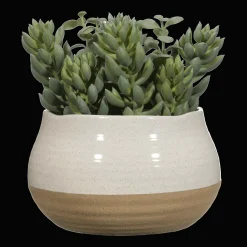 Succulant in Two Tone Pot
