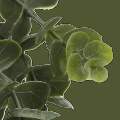 Waterfall Eucalyptus in Black Pot