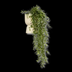 Waterfall Plant in Ceramic Pot