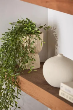Waterfall Plant in Ceramic Pot