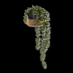 Waterfall Plant in Ceramic Pot