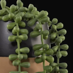 Waterfall Plant in Ceramic Pot